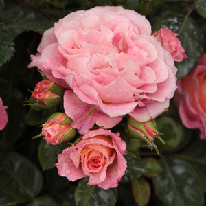 Rosa  Michelle Bedrossian - crvena  - žuta - floribunda-grandiflora ruža 